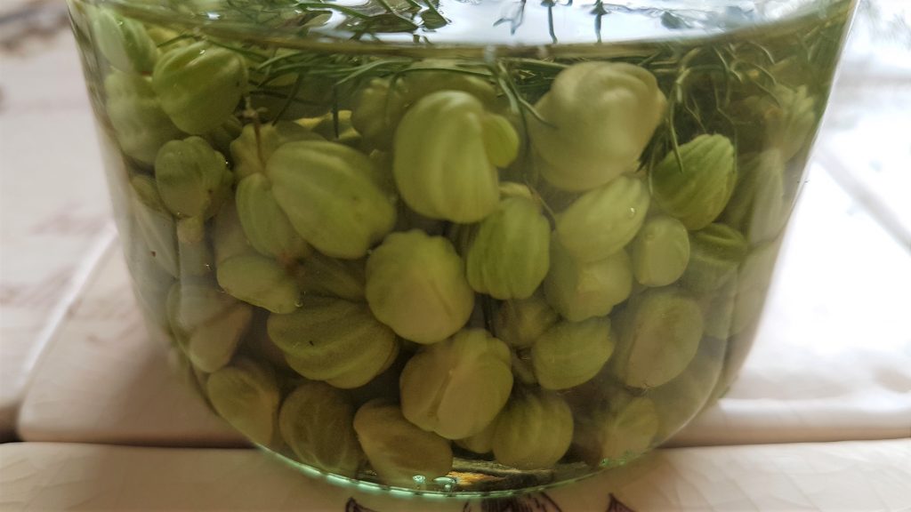 Jar of pickled nasturtium seeds