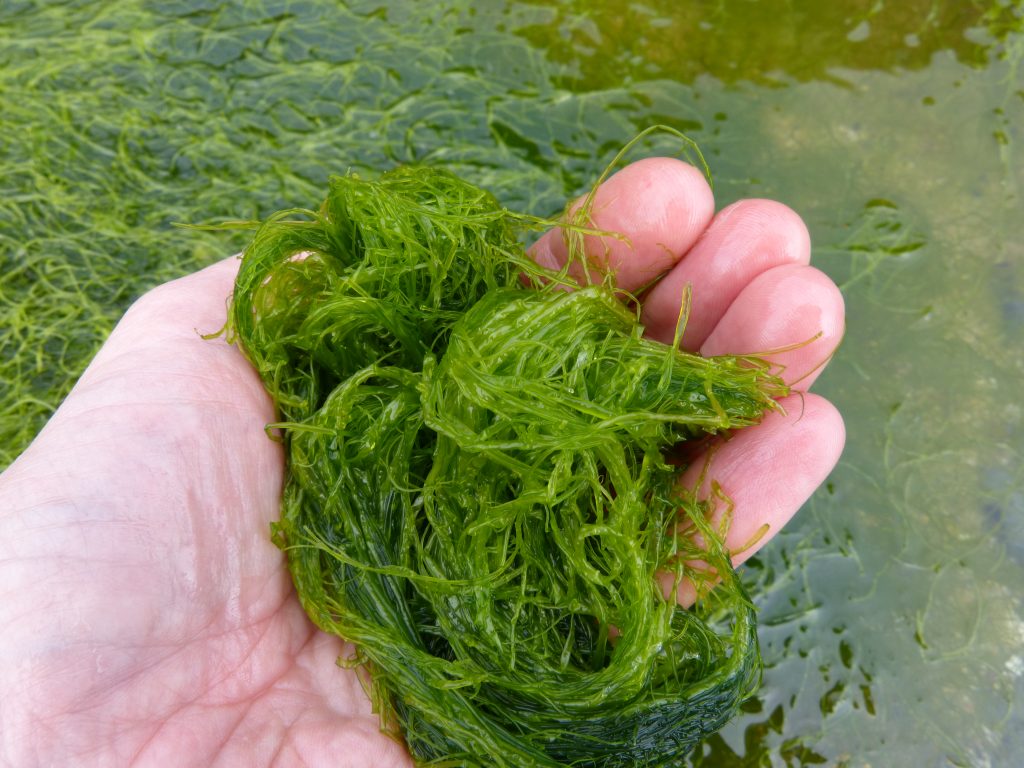 Handful of freshly picked green seaweed.