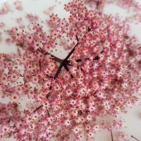 Pink elderflowers, black lace