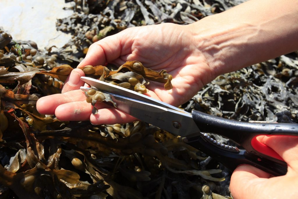 Harvesting bladder wrack
