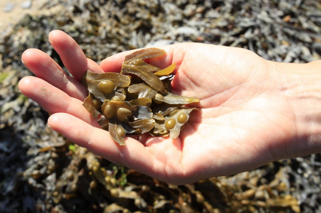 Handful of fresh bladder wrack tips