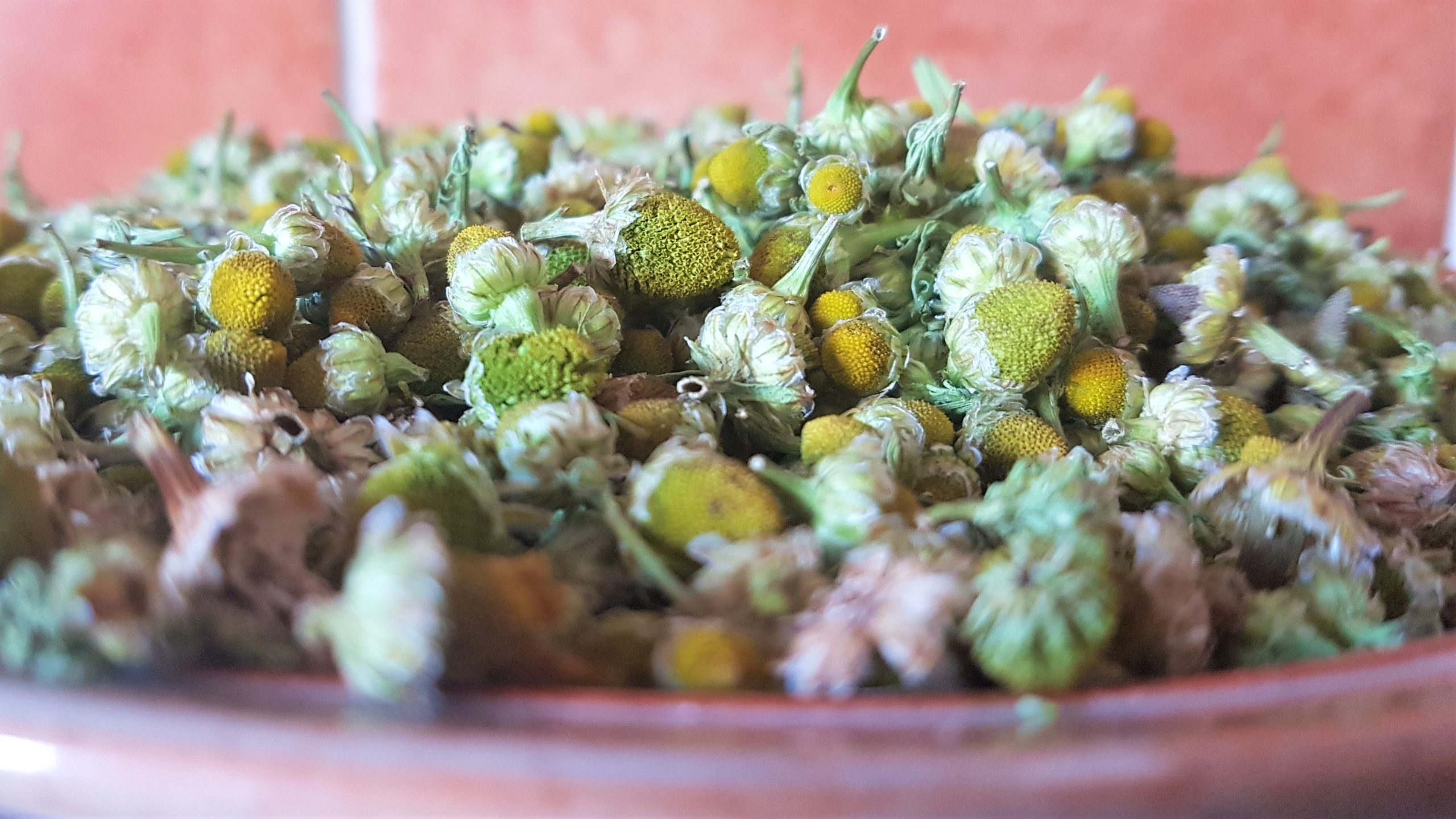 Pineapple Weed the amazingly, fruity weed! Wild Walks Southwest