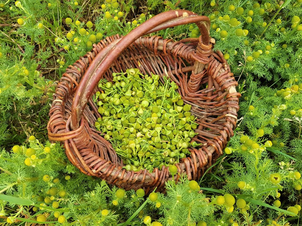 Pineapple weed collected in a basket