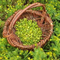 Pineapple weed collected in a basket