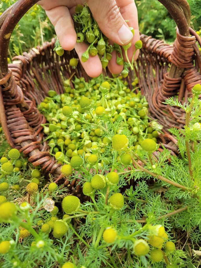 Gathering pineapple weed in a foraging basket