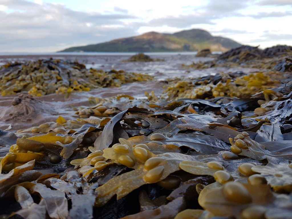 Bladder wrack growing on the shore in Scotland
