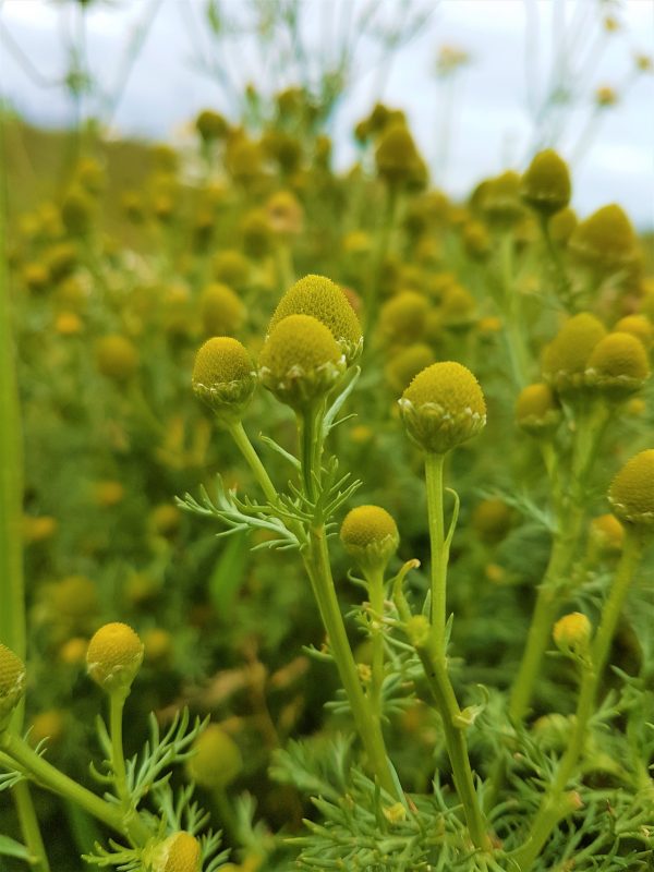 Pineapple Weed the amazingly, fruity weed! Wild Walks Southwest