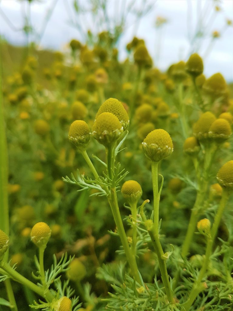 Domed heads of pineapple weed