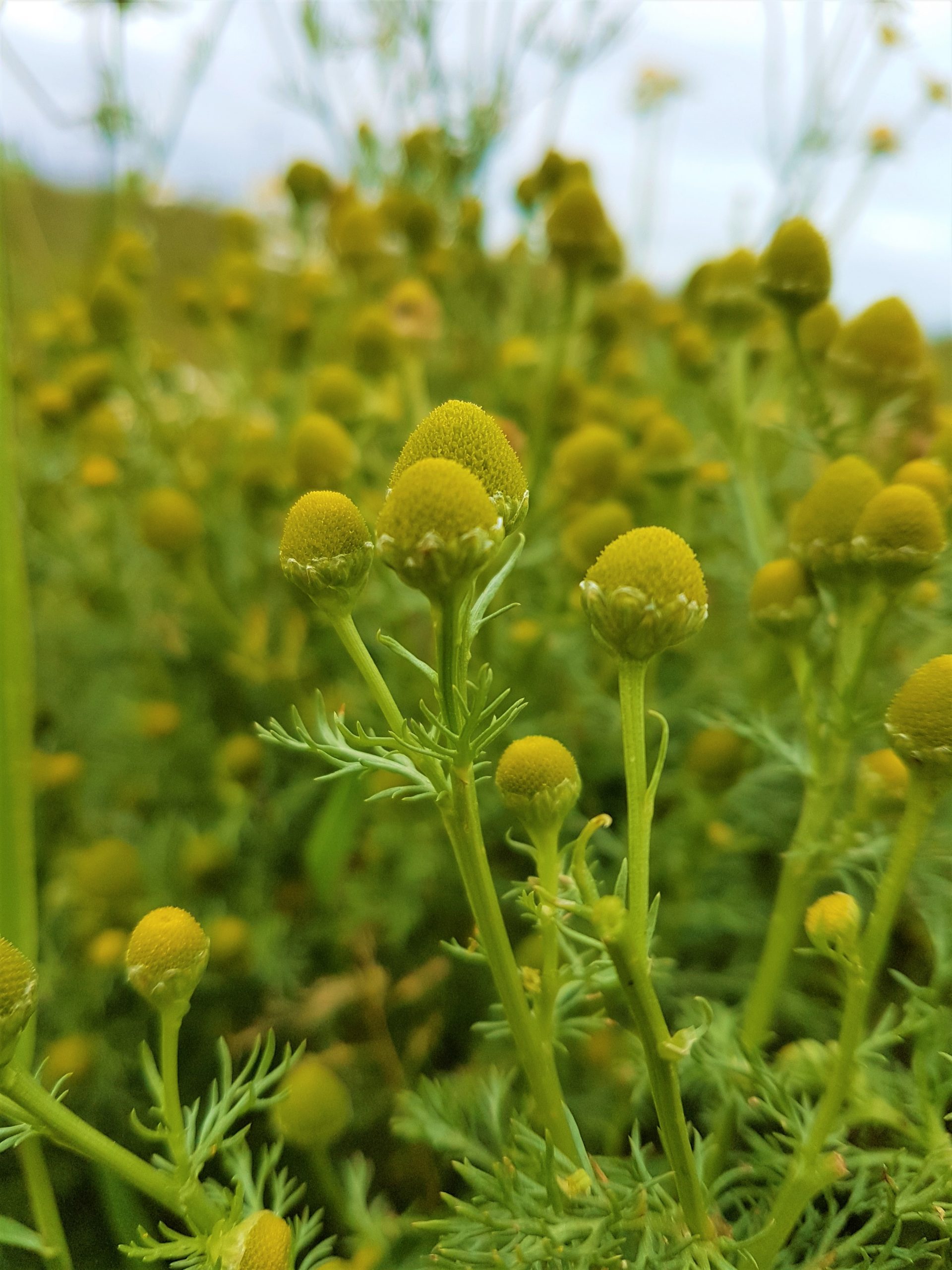 Pineapple Weed the amazingly, fruity weed! Wild Walks Southwest