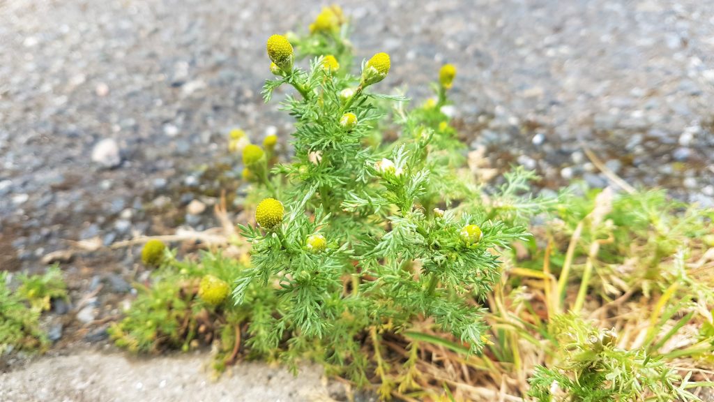 Pineapple weed growing in an urban setting