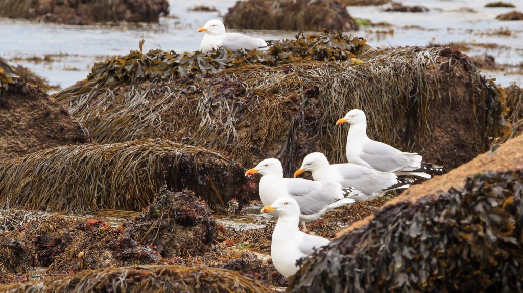 Bladder wrack and other seaweeds and seagulls