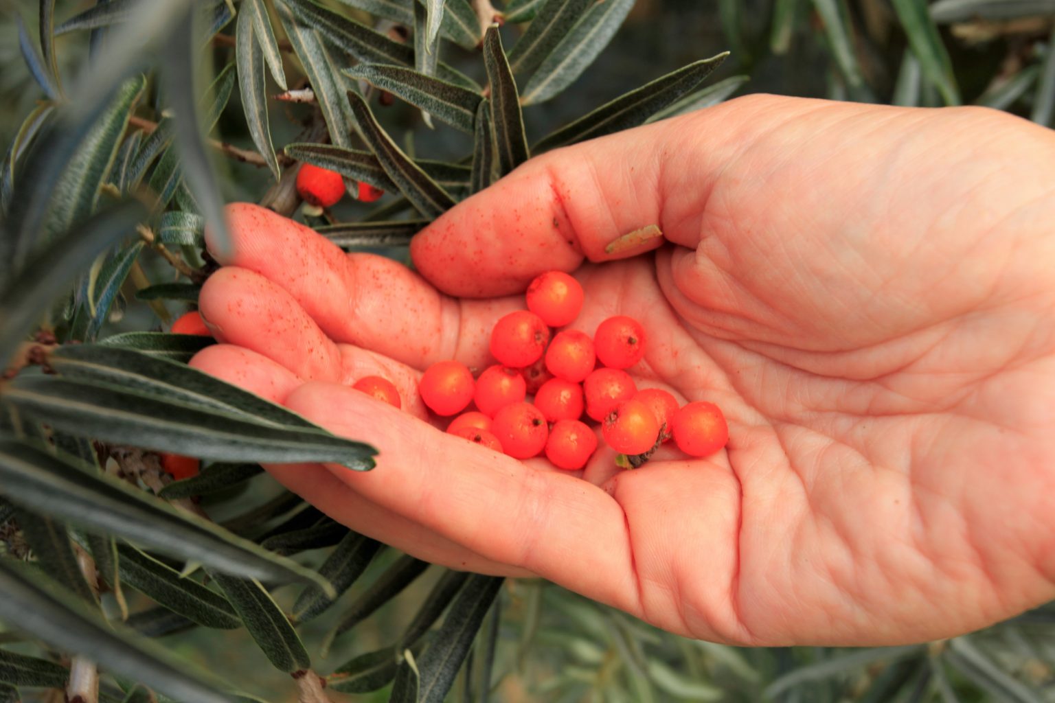 Foraging for Sea Buckthorn Berries Wild Walks Southwest