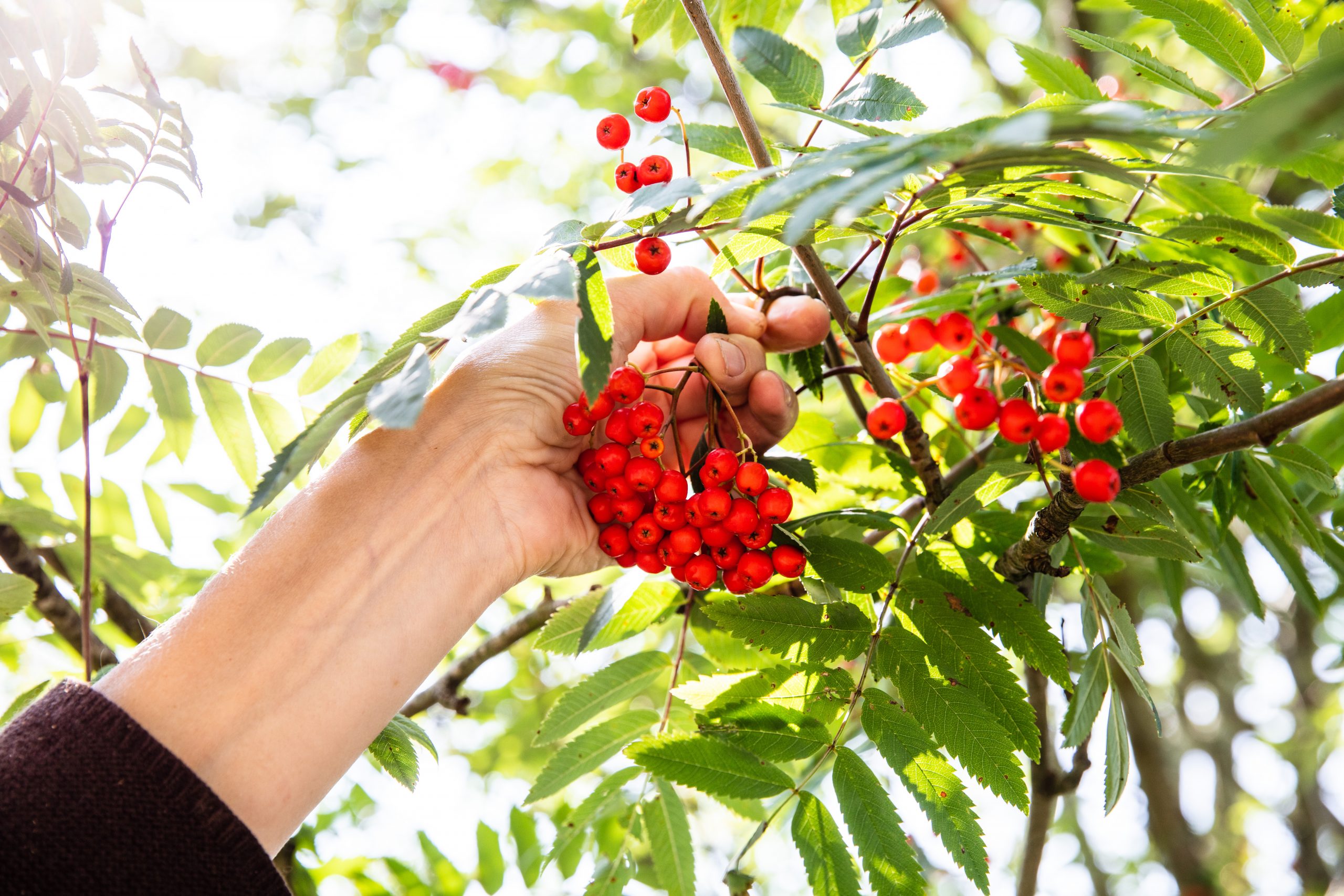 How to Forage and Use Rowanberries