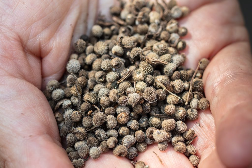 Close up of handful of goosegrass seeds