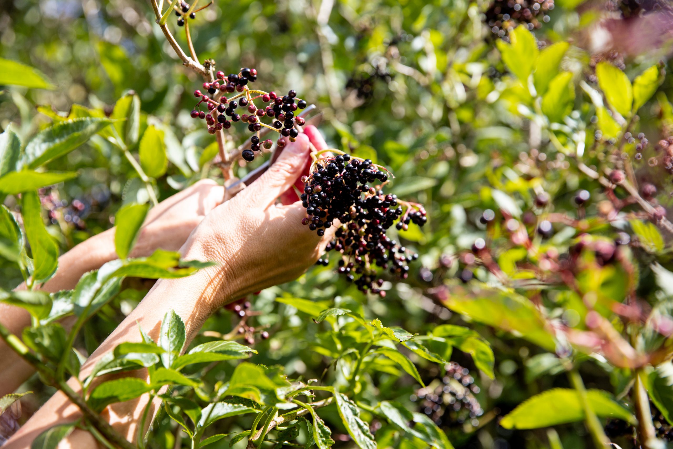 Picking elderberries on a foraging course