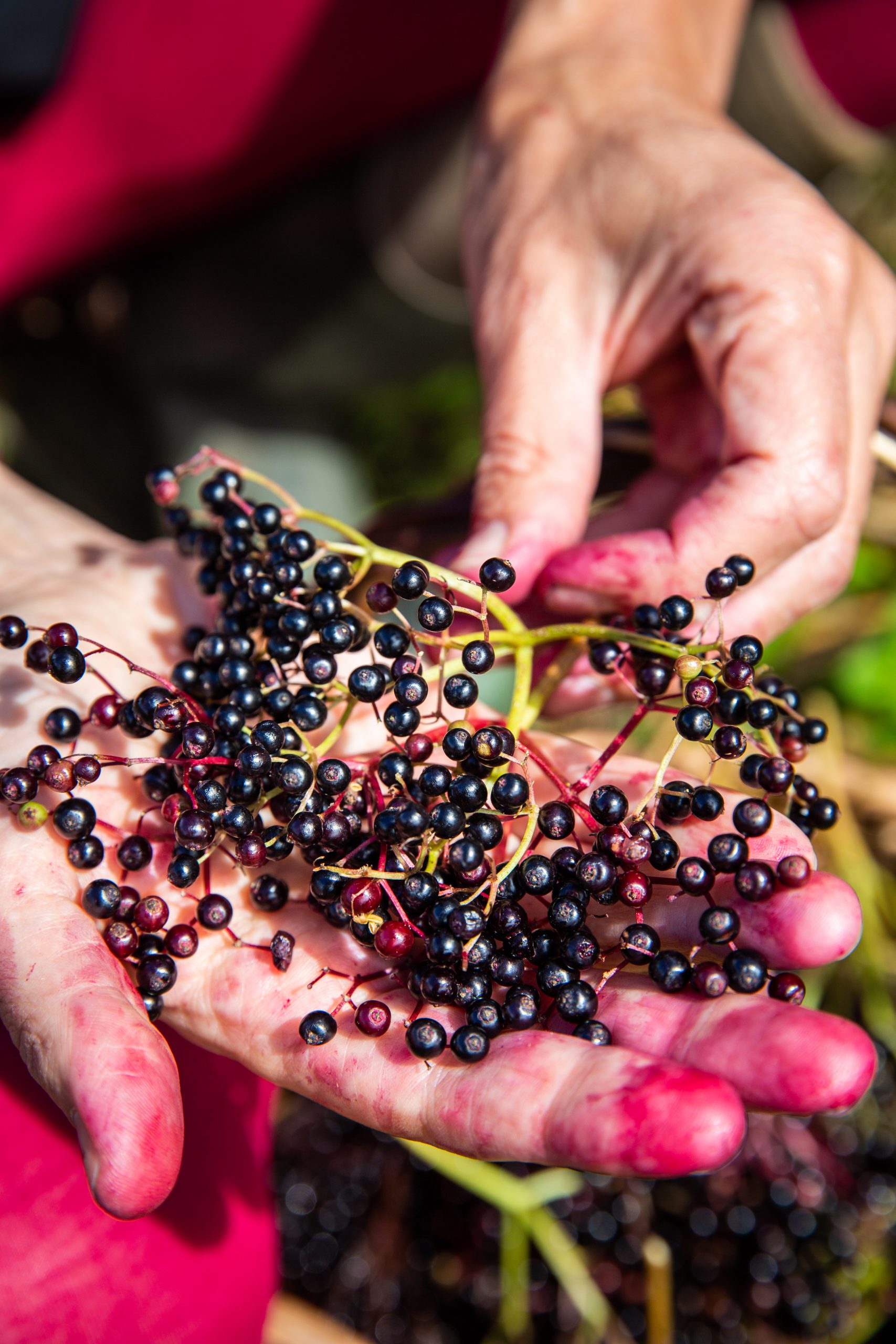 A cluster of elderberries in a hand