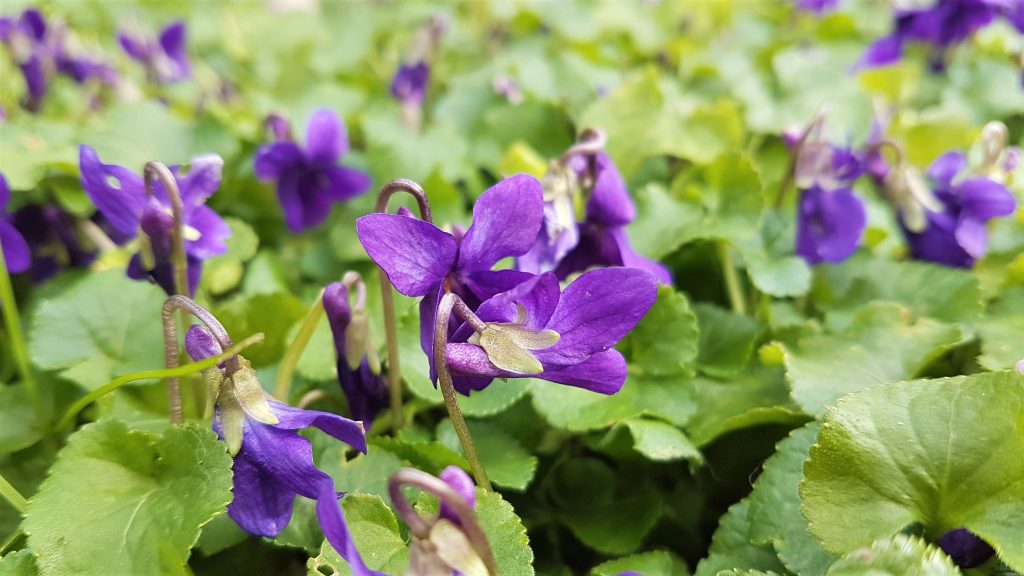 Carpet of sweet violets on a foraging course in Cornwall