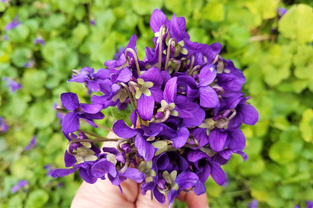 Bunch of edible violets from a foraging course