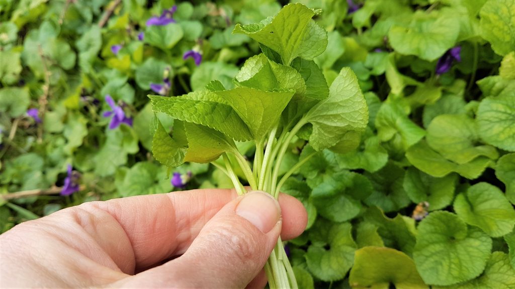 Violet leaves picked on a foraging course in Cornwall