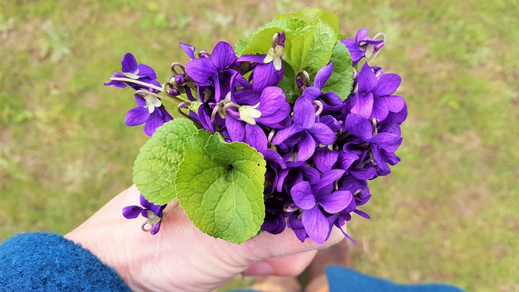 Gathering a posy of violets on a foraging course