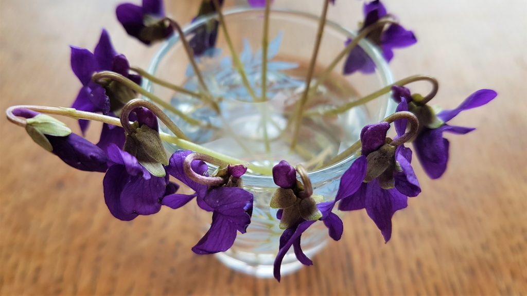 A glass of foraged violets in Cornwall