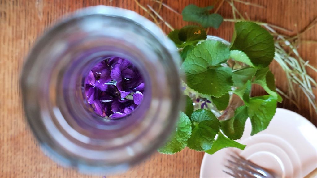 Using  wild violets in food and medicine with a professional forager