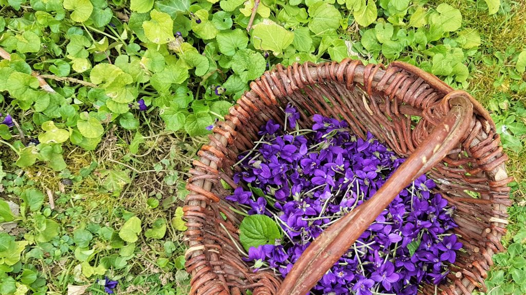 Basket of wild violets on a foraging course in Cornwall