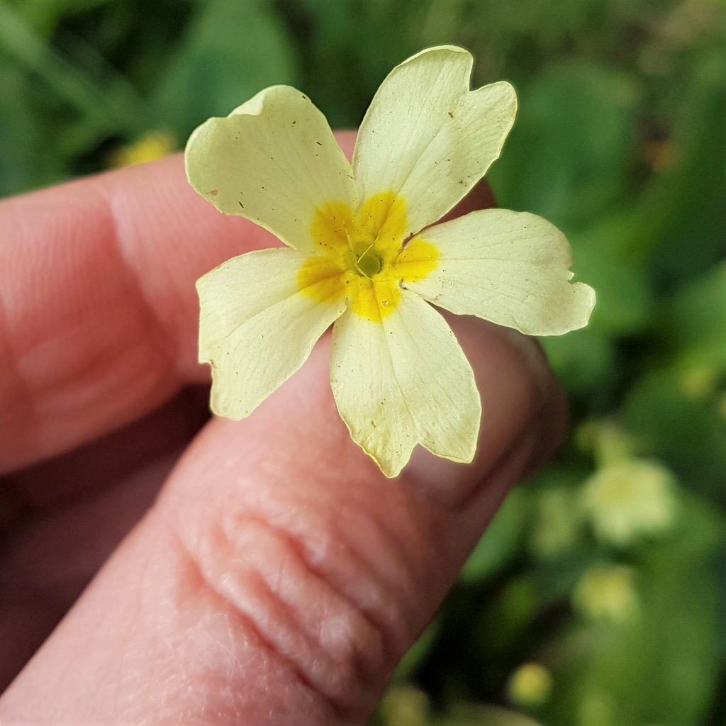 A freshly picked primrose flower on a foraging course