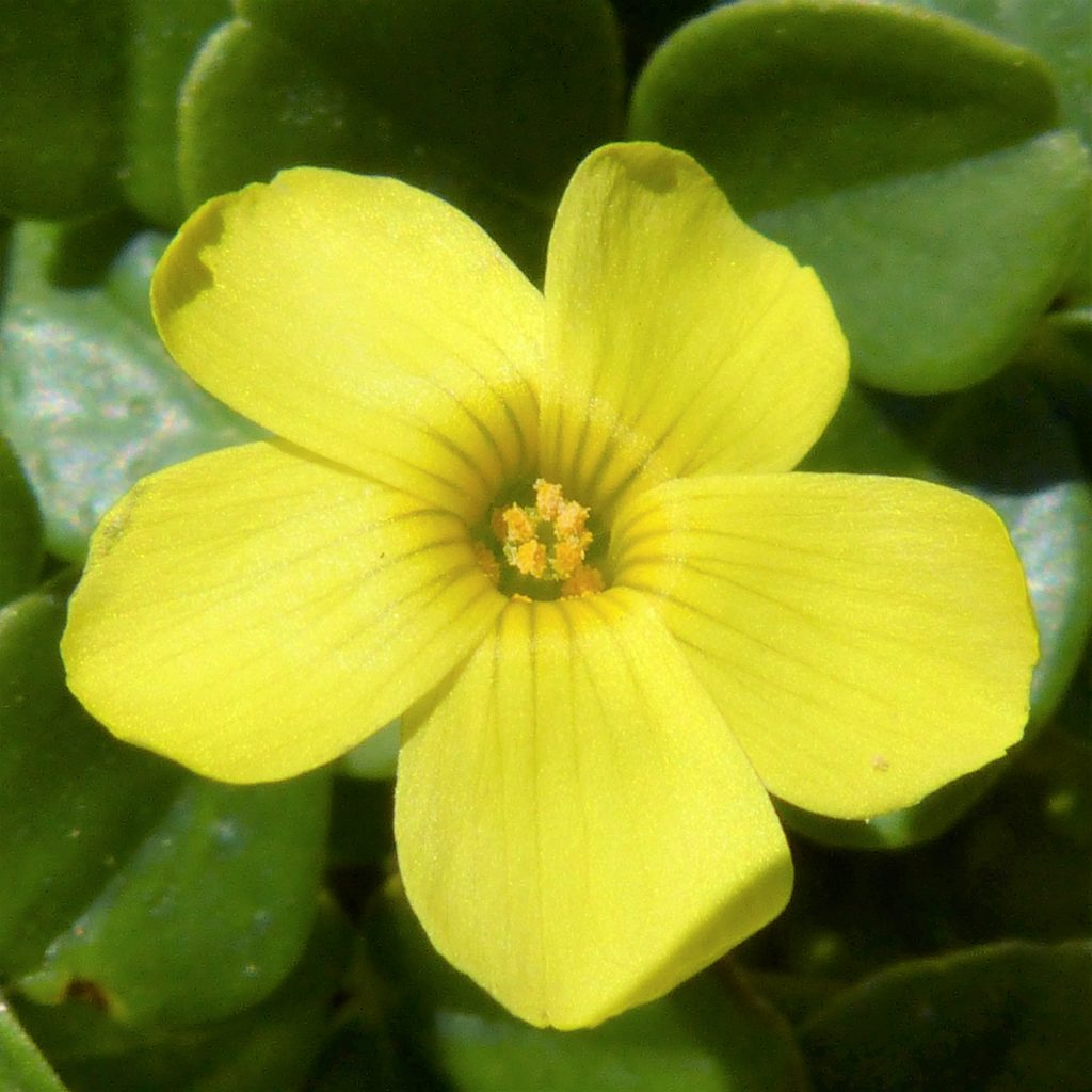 Wild Food Wood Sorrel Family Wild Walks Southwest
