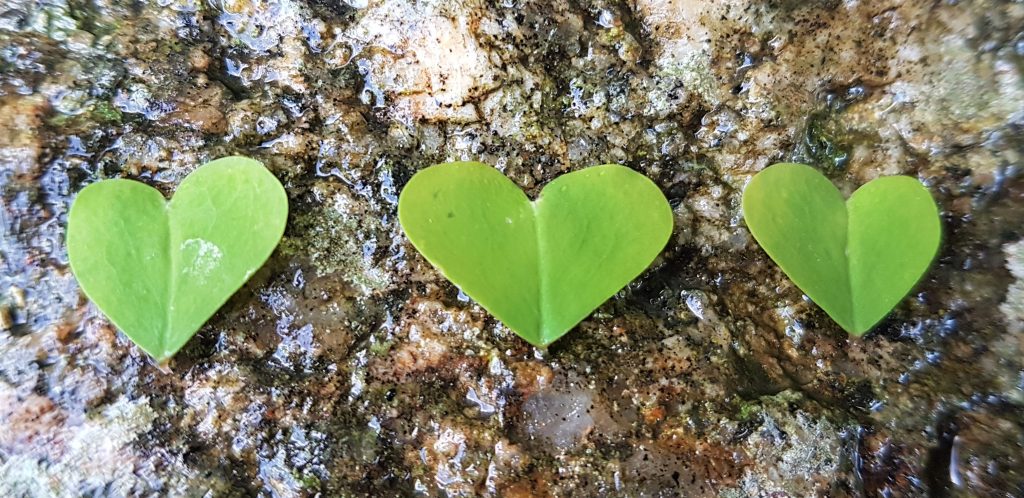 Identifying wood sorrel on a foraging course