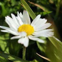 A single, common daisy flower on a foraging course