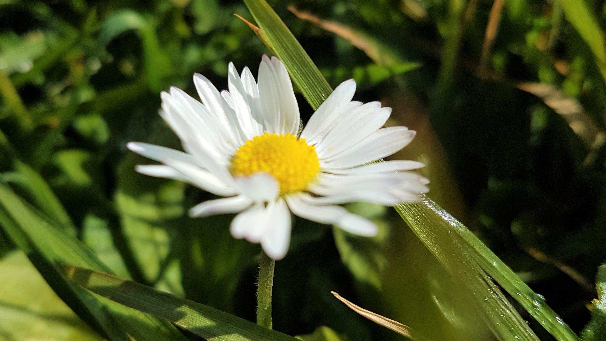 Wild Food Daisies Wild Walks Southwest