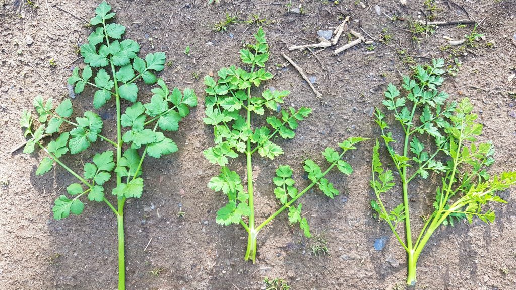 Three different stems of Hemlock water dropwort on a foraging course in Cornwall