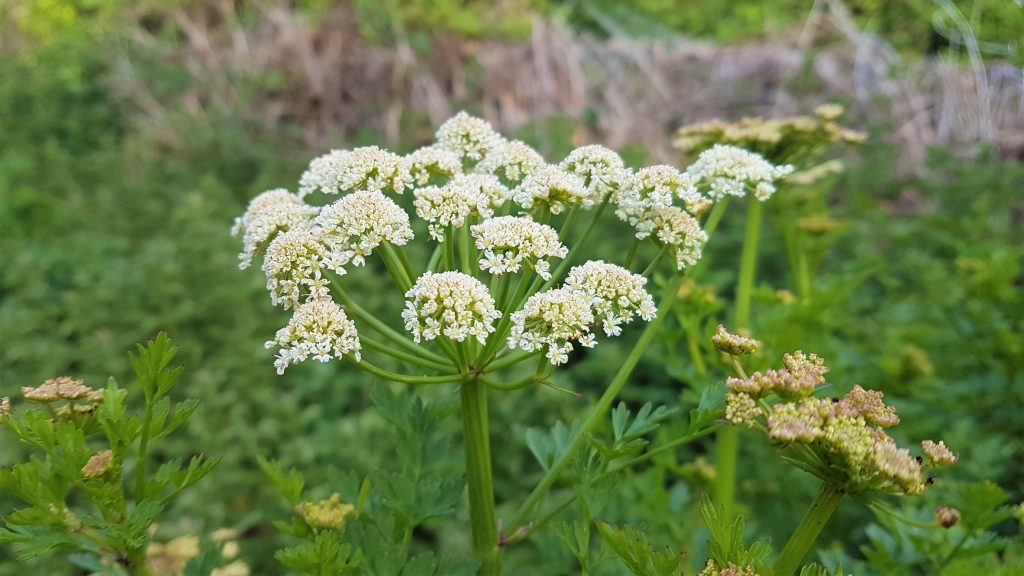 Hemlock water-dropwort in flower on a foraging course in Cornwall