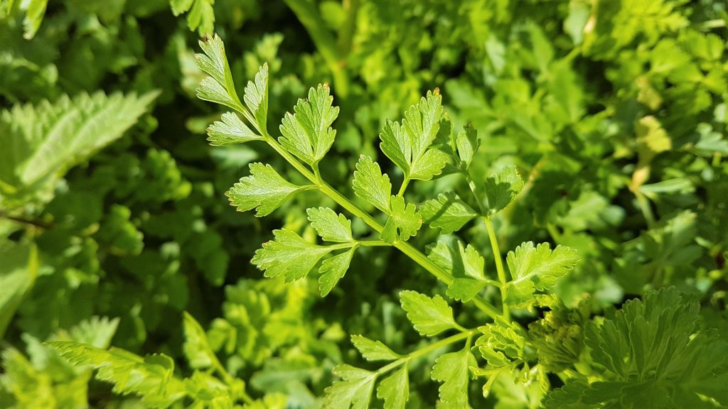 Details of hemlock water dropwort leaf on a foraging course in Cornwall