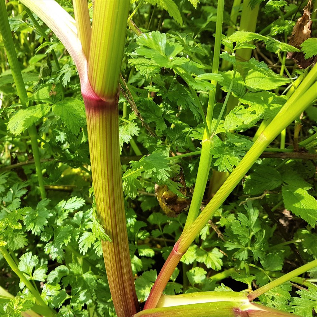 Stems of hemlock water-dropwort on a foraging course in Cornwall