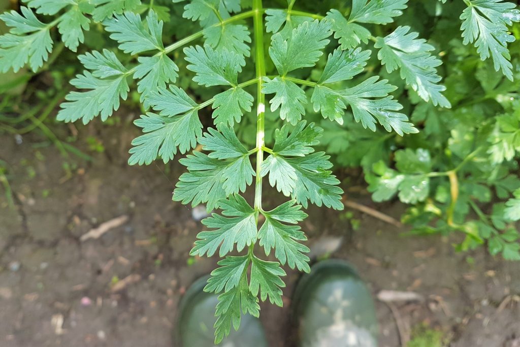 Fine toothed leaves of Hemlock water-dropwort on a foraging course in Cornwall