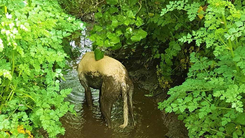 Paddy dog in stream with hemlock water-dropwort on a foraging course in Cornwall