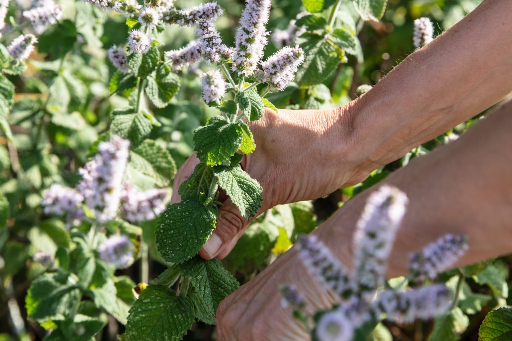 Picking wild round-leaved mint on a foraging course in Cornwall