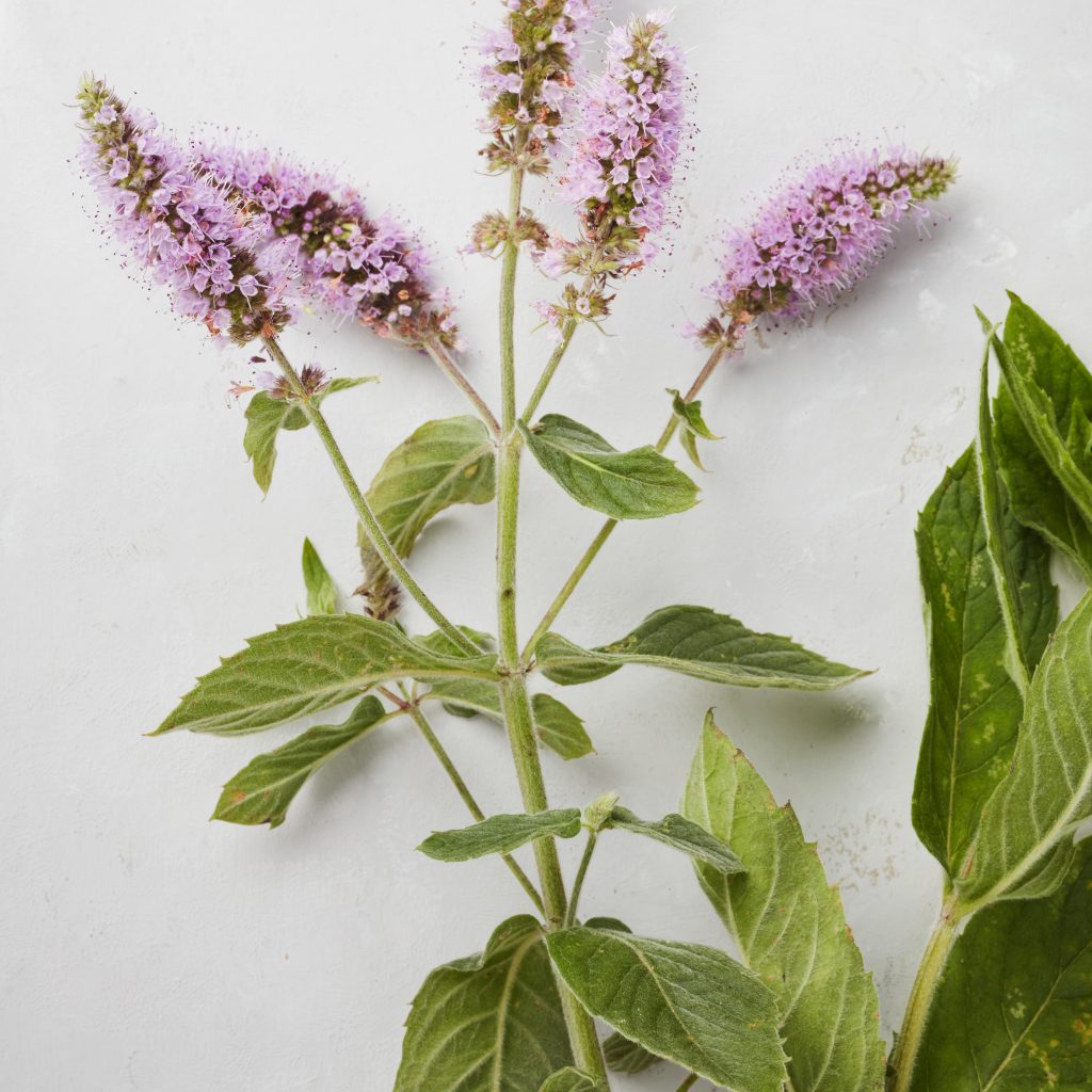 Spearmint on a wild food foraging course in Cornwall