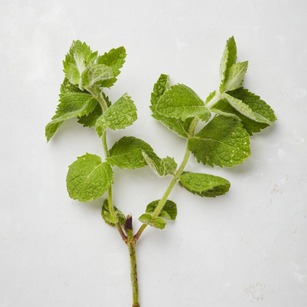 Round-leaved mint on a foraging course