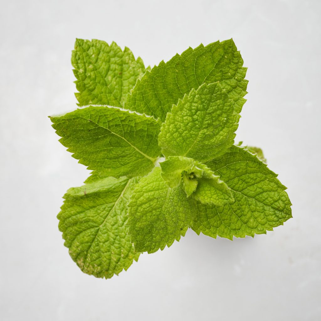 Round leaved apple mint (Mentha suaveolens)