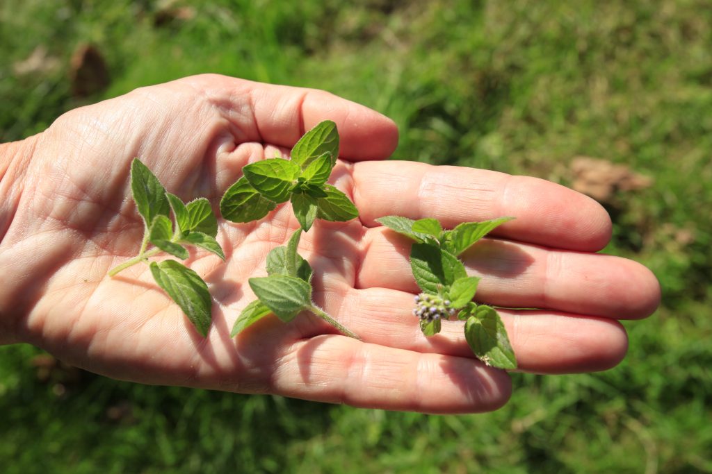 Water mint on a foraging course
