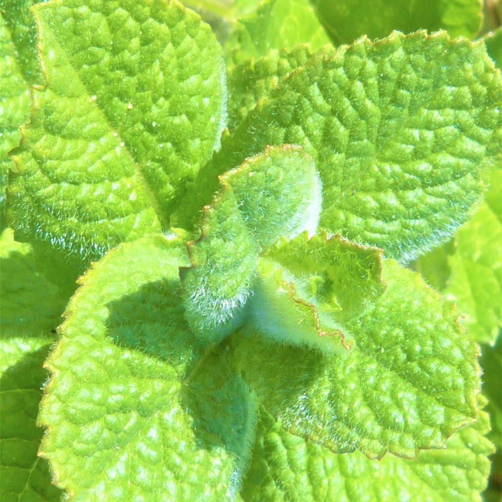 Round-leaved mint, apple mint on a foraging course in Cornwall