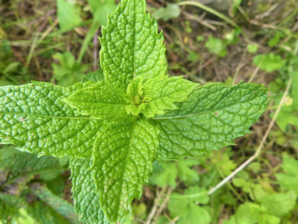 Spearmint on a foraging course in Cornwall
