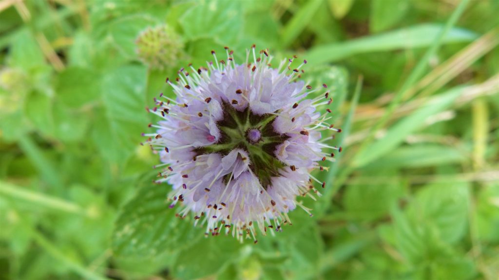 Flowering water mint on a foraging course in Cornwall