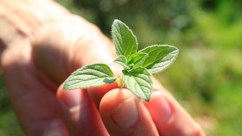 water mint growing on a foraging course in Cornwall