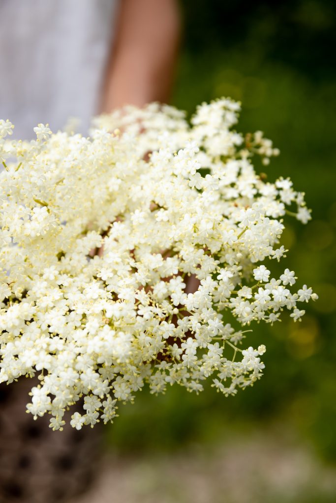 Picking elderflowers on a wild food foraging course