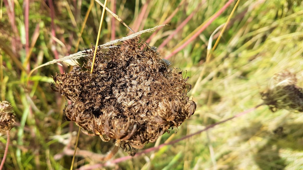 Foraging wild carrot seeds on a foraging course in Cornwall