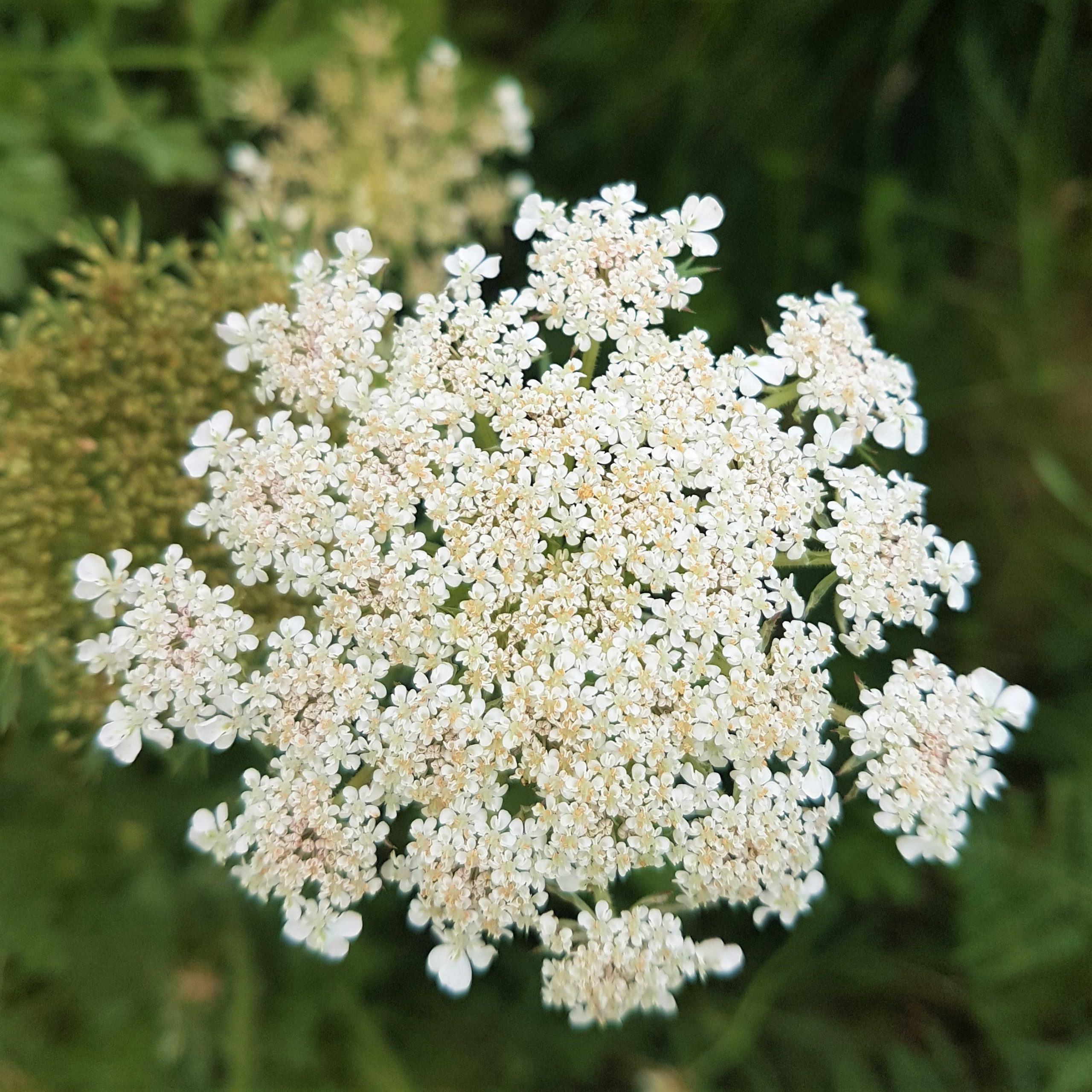 Hemlock Water Dropwort Wild Walks Southwest